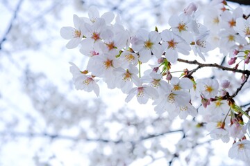 満開の桜