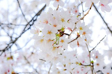 薄いピンク色の桜
