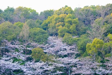 山桜