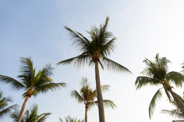 Fototapeta na wymiar Coconut Palm Trees Bottom Up View