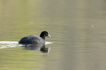 Common Coot Fulica atra running or swimming on a pond in France
