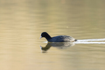 Common Coot Fulica atra running or swimming on a pond in France