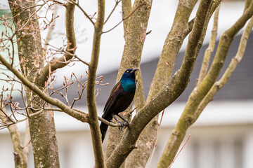 Grackle bird on a branch