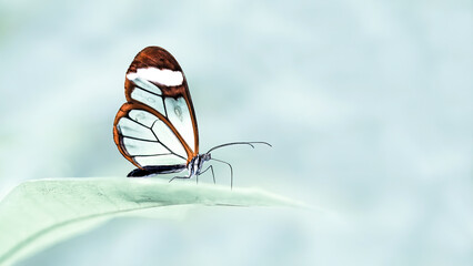 A Glasswing Butterfly ( Greta Oto )