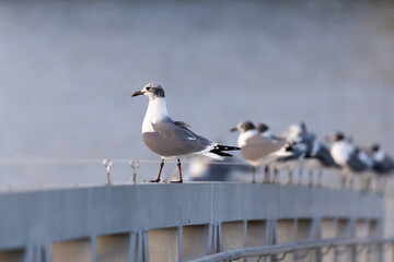 Selective focus profile view of non-breeding adult laughing gull perched on ramp, with other birds in soft focus background, Charleston, SC, USA