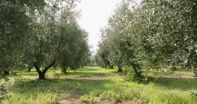 Olive trees plantation with olive fruits in farm garden are planted in rows by drone slide back for production of olive oil in Greece in summer aerial view. 