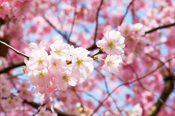 blooming sakura on a sunny day