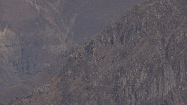 Adult Andean condor circling above Colca canyon in Peru