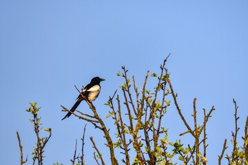 Bird in a spring scenery. Magpie on tree branches with blue sky in the background.