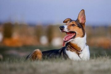 A dog laying in the grass with its mouth open