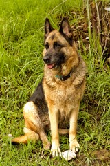 german shepherd dog