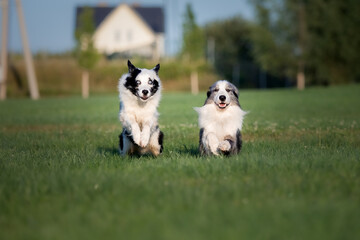 Naklejka na ściany i meble Two border collie dogs running in a field