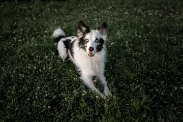 Obraz premium A dog with a pink tongue is standing in a field.