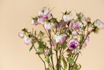 Withered spray rose with flowers lowered down on a beige background.