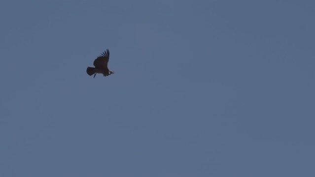 Juvenile Andean condor flying