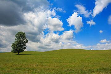 Fototapeta na wymiar 高原の草原と一本の木と青空と雲