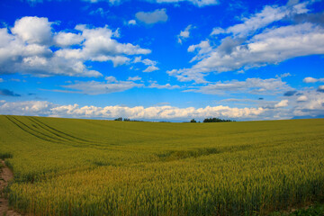Obraz premium 小麦畑が広がる丘と広大な青空と雲