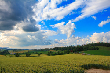 北海道の美瑛の田園風景と小麦畑と青空と曇り空