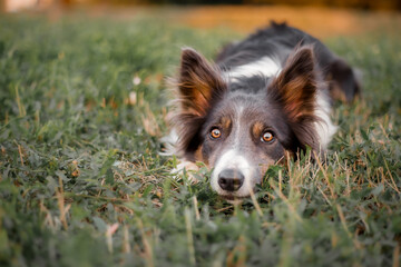 A border collie laying in the grass