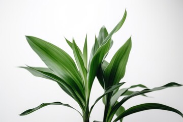 Lush Green Plant on White Background