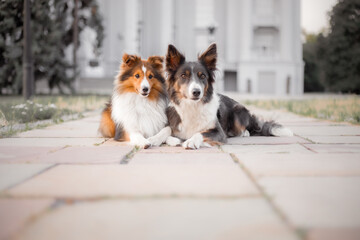 Two dogs laying on a sidewalk. Border Collie dog and Shetland sheepdog 
