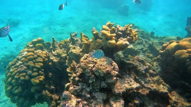 Reef fish swimming near a rock and coral reef in Cayman Islands.
