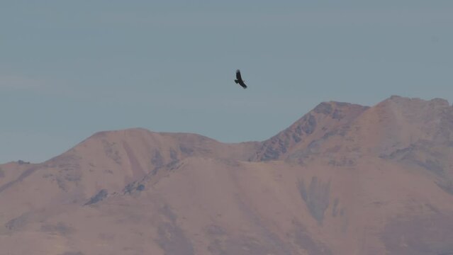 Andean condor circling above Colca canyon in Peru