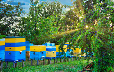 Bee hives farm evidence in fruit farm outdoor