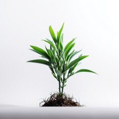 Fototapeta premium Lush Green Plant on Bright White Background