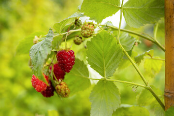 bunches of large ripe juicy berries raspberries. harvesting