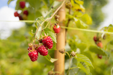 bunches of large ripe juicy berries raspberries. harvesting