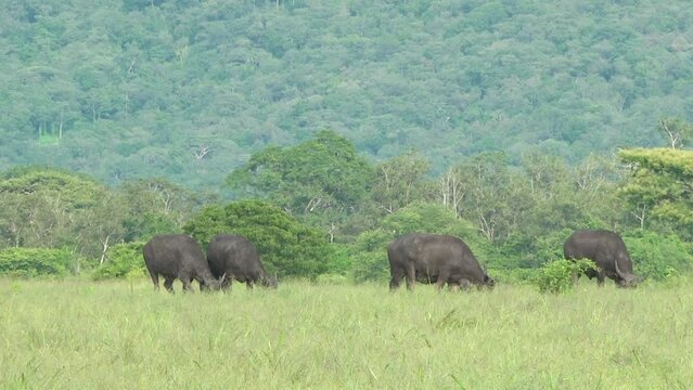 Wild Buffalo (Bubalus bubalis) in Baluran National Park is looking for food
