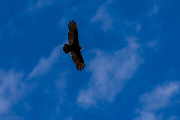 Turkey vulture flying in flight