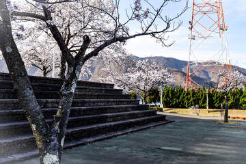福井県おおい町丸山公園の桜