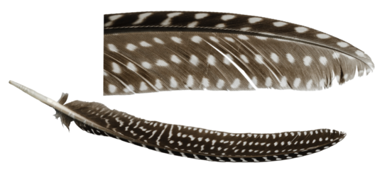 Close-up of spotted white patterned feather of guinea fowl isolated on transparent background. PNG