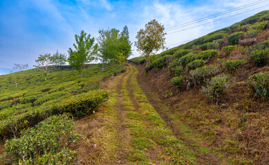 Fototapeta na wymiar Landscape view of Beautiful Tea Estate at Darjeeling, India.