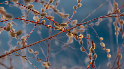 Willow branches with blossoming buds against a blue sky. Natural spring background.