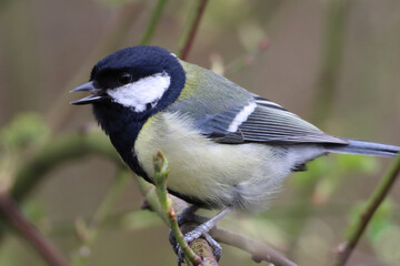 A stunning animal portrait of a Great Tit bird
