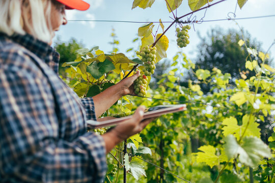 Successful senior woman farmer or winemaker checking with tablet ripe grape bunches on vines before picking during wine harvest season in vineyard for further high quality wine production. High