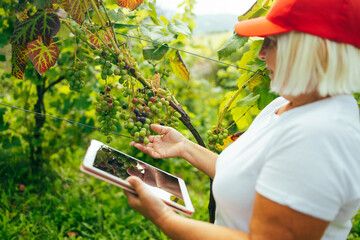 Successful senior woman farmer or winemaker checking with tablet ripe grape bunches on vines before picking during wine harvest season in vineyard for further high quality wine production. High
