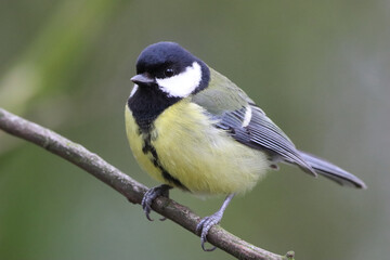 A stunning animal portrait of a Great Tit bird