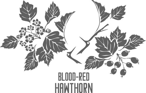 Hawthorn blood red berries in vector silhouette. Crataegus sanguinea Pall medicinal herb outline. Set of Hawthorn flowers and fruits in Line for medicine vector image. Contour drawing of Hawthorn