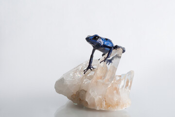 A small dark blue tree frog sits on a crystal. Blue poison arrow frog on a white background in the studio. Photo of an exotic pet. High quality photo