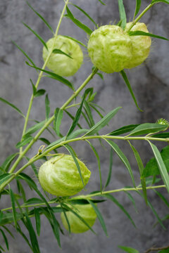 Gomphocarpus fruticosus branches with green balls with air