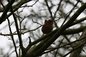 A stunning animal portrait of a Robin Redbreast