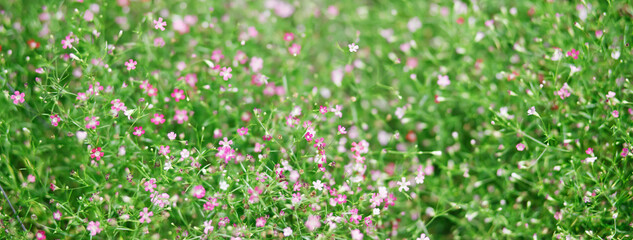 background beautiful natural pink flowers in the flower garden