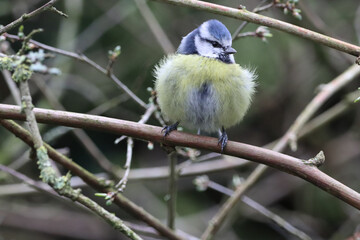Obraz premium A stunning animal portrait of a baby Bluetit
