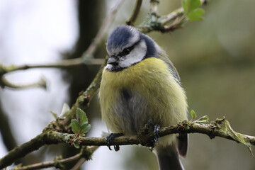 A stunning animal portrait of a baby Bluetit