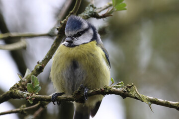 Obraz premium A stunning animal portrait of a baby Bluetit