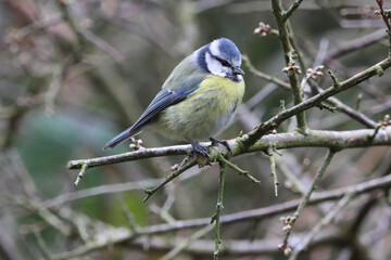 A stunning animal portrait of a baby Bluetit